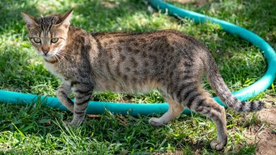 Kedi Pire Damlası Önerileri ve Yorumları